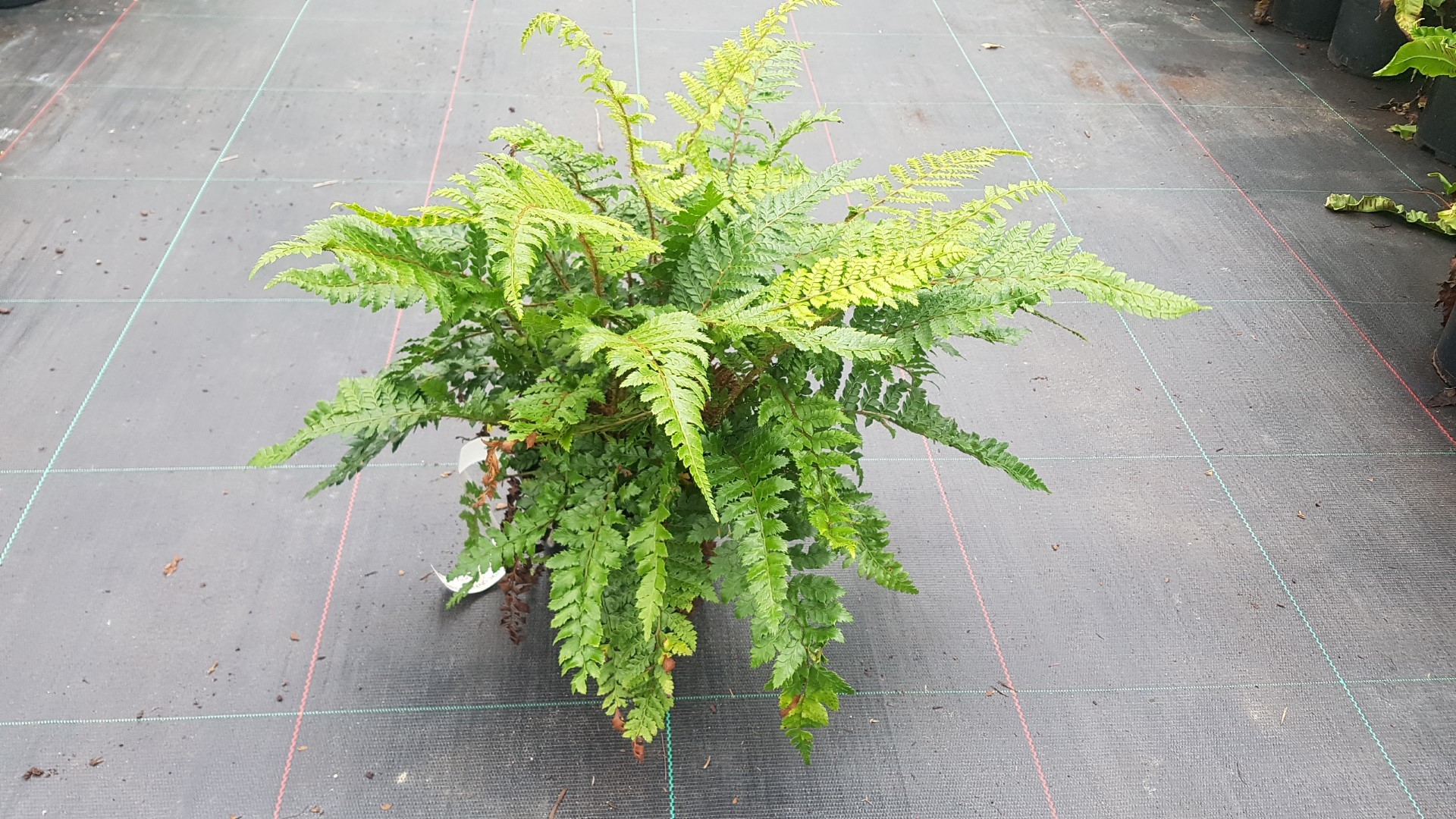 Polystichum polyblepharum